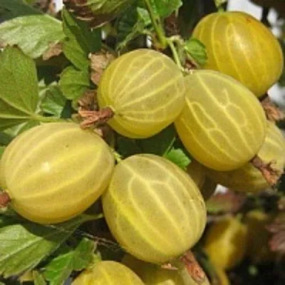 Крыжовник КУРШУ ДЗИНТАРС  Крыжовник КУРШУ ДЗИНТАРС в Москве