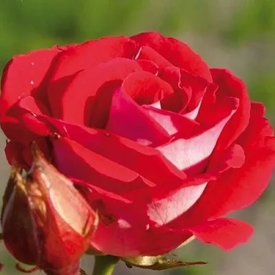 Саженцы роз ШОНЕ КОБЛЕНЦЕРИН флорибунда  Саженцы роз ШОНЕ КОБЛЕНЦЕРИН флорибунда в Москве