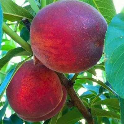 саженцы персика саженцы персика