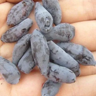 Жимолость съедобная ЧУЛЫМСКАЯ — описание сорта Жимолость съедобная ЧУЛЫМСКАЯ в Москве