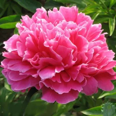 Пион УТРЕННИЙ ИНЕЙ травянистый в Москве