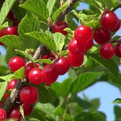 Вишня ЦАРЕВНА войлочная в Москве