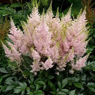 Астильба ЮНИК САЛМОН гибридная  Астильба ЮНИК САЛМОН гибридная в Москве