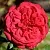 Саженцы роз ПИАНО РЕД чайно-гибридная в Москве