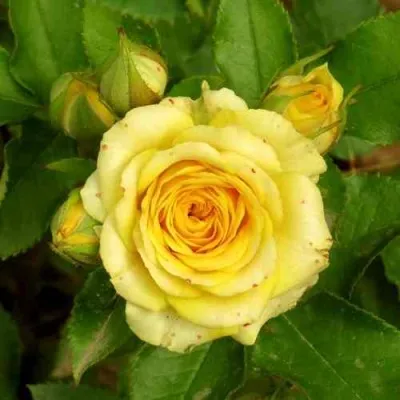 Саженцы роз САН СИТИ спрей — описание сорта Саженцы роз САН СИТИ спрей в Москве