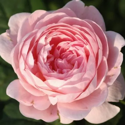 Саженцы роз КУИН ОФ СУИДЕН английская в Москве