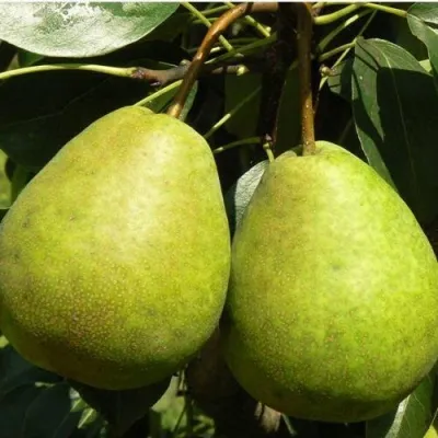 Груша ЛАГОДНАЯ — описание сорта Груша ЛАГОДНАЯ в Москве