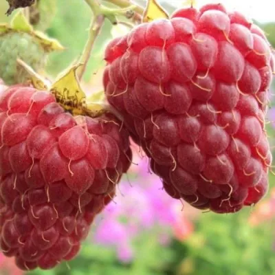 Малина МАРОСЕЙКА — описание сорта Малина МАРОСЕЙКА в Москве