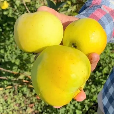 Яблоня КАЛУЖАНКА  Яблоня КАЛУЖАНКА в Москве