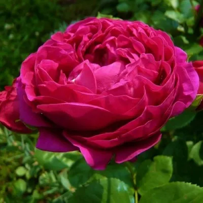 Саженцы роз АСКОТ чайно-гибридная — описание сорта Саженцы роз АСКОТ чайно-гибридная в Москве