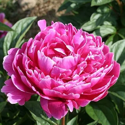 Пион СЕБАСТЬЯН МААС травянистый  Пион СЕБАСТЬЯН МААС травянистый в Москве