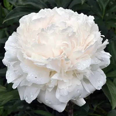 Пион БРАЗЕР ЧАК травянистый  Пион БРАЗЕР ЧАК травянистый в Москве