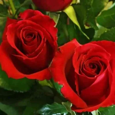 Саженцы роз РЕД КУИН чайно-гибридная — описание сорта Саженцы роз РЕД КУИН чайно-гибридная в Москве