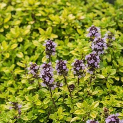 Тимьян АУРЕУС лимоннопахнущий — описание сорта Тимьян АУРЕУС лимоннопахнущий в Москве