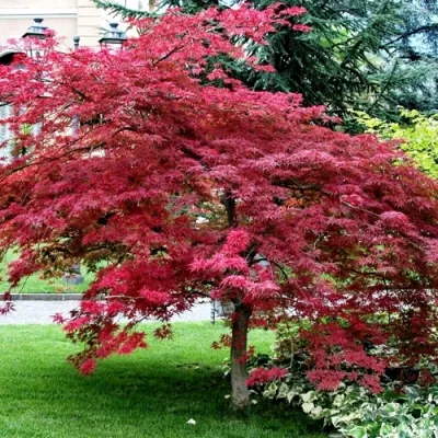 Клен пальмолистный — описание сорта Клен пальмолистный в Москве