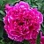 Пион КАРЛ РОЗЕНФЕЛЬД травянистый в Москве