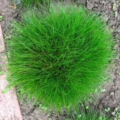 Овсяница ГОТЬЕ — описание сорта Овсяница ГОТЬЕ в Москве