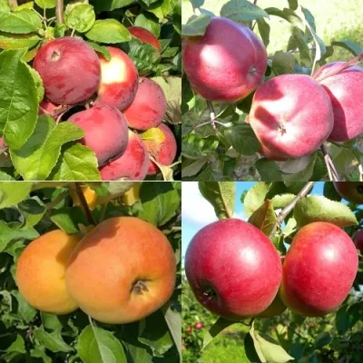Комплект ЯБЛОНЕВЫЙ КВАРТЕТ — описание сорта Комплект ЯБЛОНЕВЫЙ КВАРТЕТ в Москве