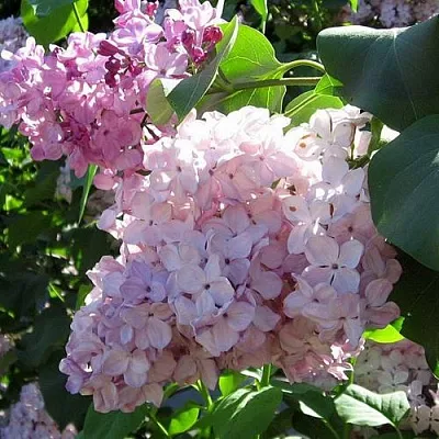 Сирень ГОРТЕНЗИЯ  Сирень ГОРТЕНЗИЯ в Москве
