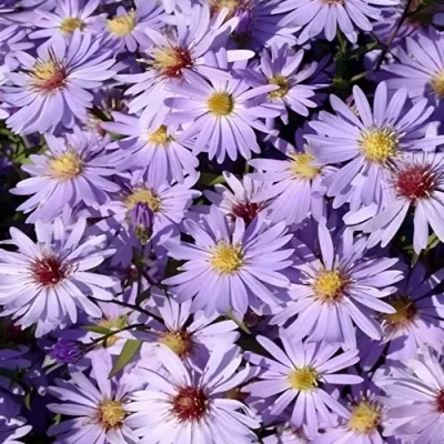 Астра БЛЮ ХЕВЕН сердцелистная — описание сорта Астра БЛЮ ХЕВЕН сердцелистная в Москве