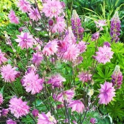 Аквилегия БАРЛОУ ПИНК гибрид МакКаны — описание сорта Аквилегия БАРЛОУ ПИНК гибрид МакКаны в Москве