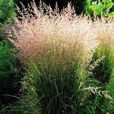 Молиния ФОНТЕЙН тростниковая  Молиния ФОНТЕЙН тростниковая в Москве