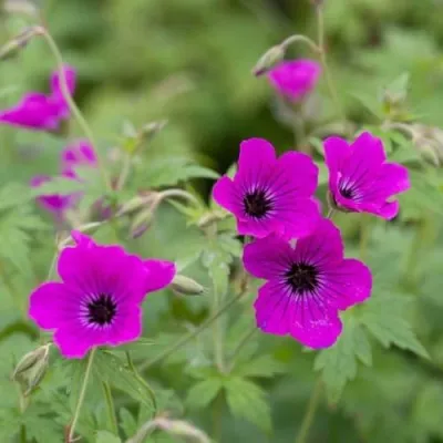 Герань РЕД АДМИРАЛ гибридная — описание сорта Герань РЕД АДМИРАЛ гибридная в Москве