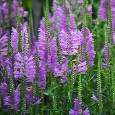 Физостегия РОЗЕЯ виргинская в Москве