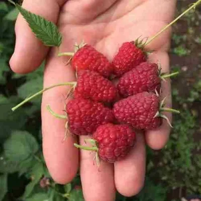 Малина ЕВРАЗИЯ — описание сорта Малина ЕВРАЗИЯ в Москве