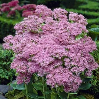 Очиток (седум) БРИЛЛИАНТ в Москве