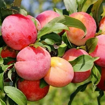 Слива ФАВОРИТЕ ДЕ СУЛТАНО — описание сорта Слива ФАВОРИТЕ ДЕ СУЛТАНО в Москве