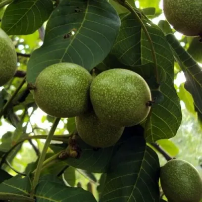 Грецкий орех ПИНСКИЙ — описание сорта Грецкий орех ПИНСКИЙ в Москве