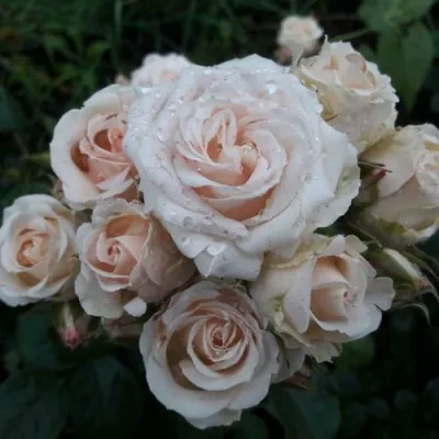 Саженцы роз ЯНА спрей — описание сорта Саженцы роз ЯНА спрей в Москве