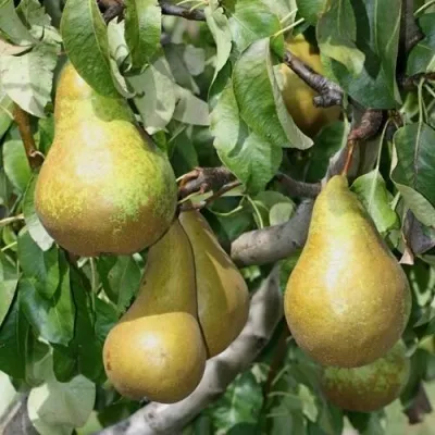 Груша САПФИРА колонновидная — описание сорта Груша САПФИРА колонновидная в Москве