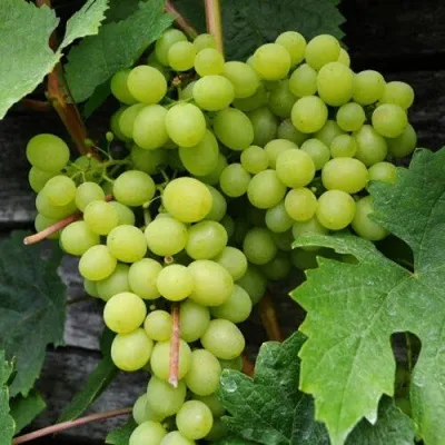Виноград АЛЕШЕНЬКИН — описание сорта Виноград АЛЕШЕНЬКИН в Москве