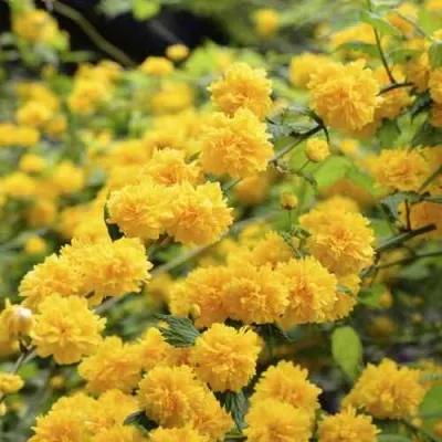 Керрия японская АУРЕОВАРИЕГАТТА — описание сорта Керрия японская АУРЕОВАРИЕГАТТА в Москве