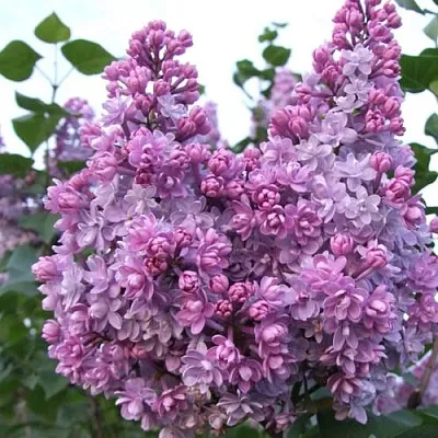 Сирень КОЛХОЗНИЦА  Сирень КОЛХОЗНИЦА в Москве