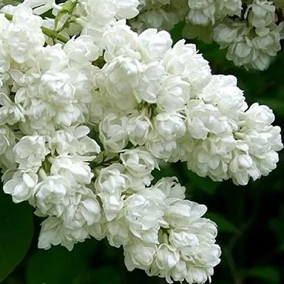 Сирень ПАМЯТЬ О КОЛЕСНИКОВЕ  Сирень ПАМЯТЬ О КОЛЕСНИКОВЕ в Москве