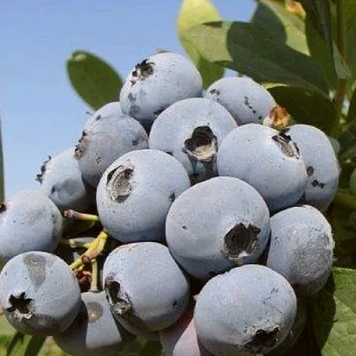 Голубика ЦУКЕР ТРАУБЕ  Голубика ЦУКЕР ТРАУБЕ в Москве