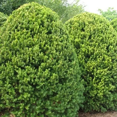 Тис в Москве