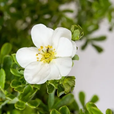 Лапчатка СНОУБЕРД кустарниковая в Москве