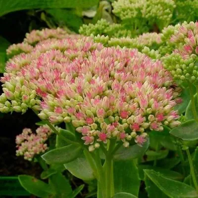 Очиток (седум) БРИЛЛИАНТ в Москве