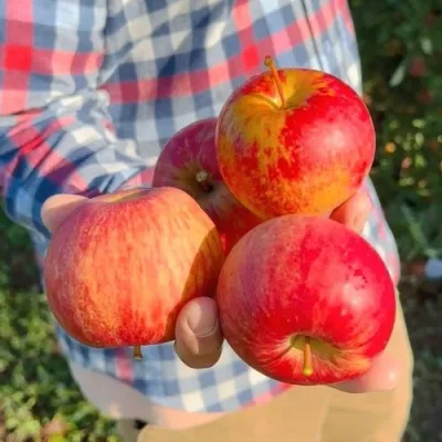 Яблоня КРАСАВИТА — описание сорта Яблоня КРАСАВИТА в Москве