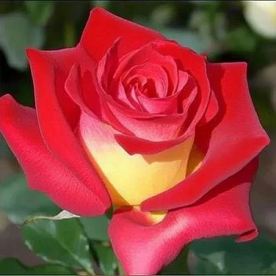 Саженцы роз ФРЕНДШИП чайно-гибридная  Саженцы роз ФРЕНДШИП чайно-гибридная в Москве