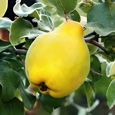 Айва МИР в Москве