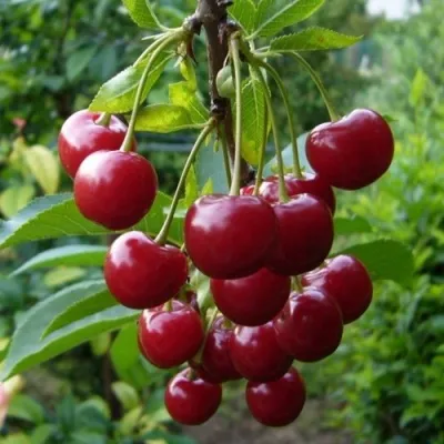 Вишня ВЯНОК в Москве