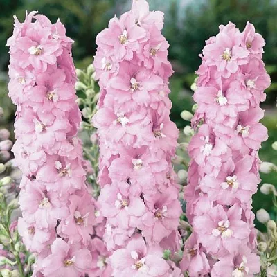 Дельфиниум ПЕТТИКОУТ гибридный  Дельфиниум ПЕТТИКОУТ гибридный в Москве