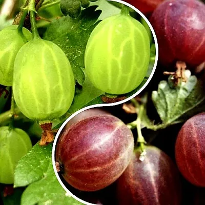 Комплект СКАЗКА в Москве