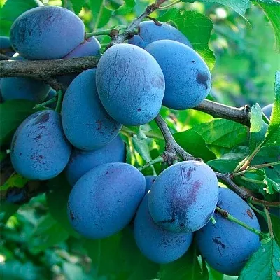 Синяя  в Москве