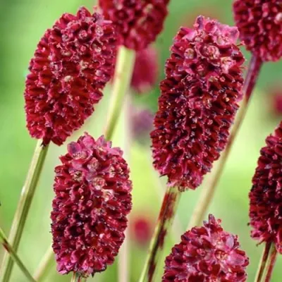 Кровохлебка ТАННА лекарственная — описание сорта Кровохлебка ТАННА лекарственная в Москве